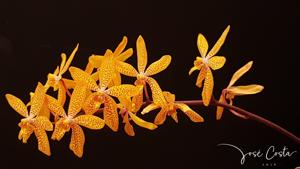 Renanthopsis Mildred Jameson