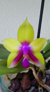 Phalaenopsis LD Double Dragon