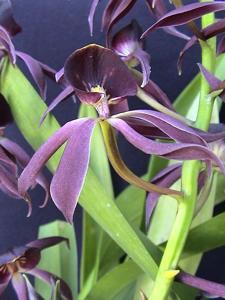 Guarechea Miva Etoile Noire