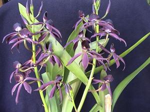 Guarechea Miva Etoile Noire