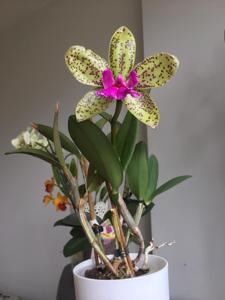 <i>Rhyncholaeliocattleya</i> Waianae Leopard-Pão de Açúcar