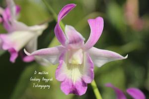 Dendrobium Malihini Beauty