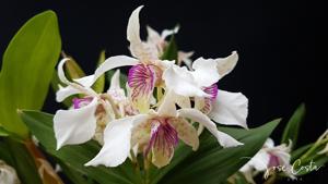 Dendrobium Pam Tajima