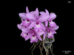 Laeliocattleya Good Days