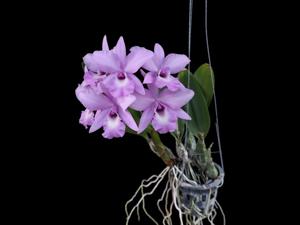 Laeliocattleya Good Days