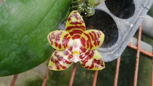 Phalaenopsis Zheng Min Monster