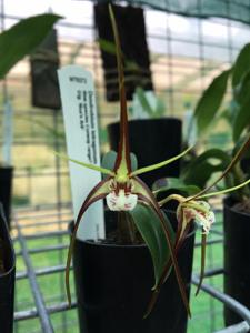 Dendrobium tetragonum-tetragonum giganteum