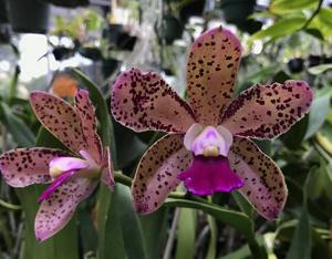 Cattleya Mark Jones