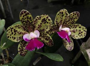 Cattleya Mark Jones