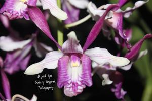 Dendrobium Pink Lips