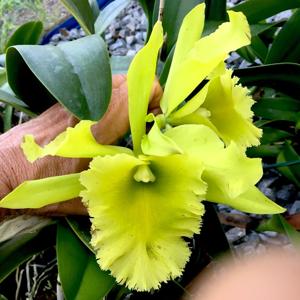 Rhyncholaeliocattleya Ports of Paradise