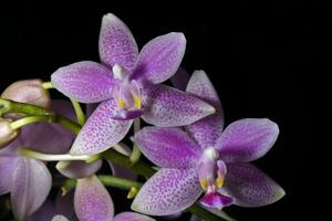 Phalaenopsis Hiroshima Tetratris