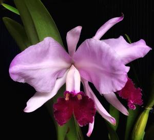 Cattleya Duvaliana