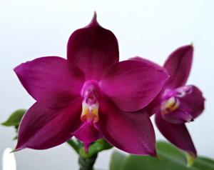 Phalaenopsis LD King Belacea