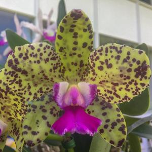 Cattleya Elisabeth Calov