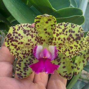 Cattleya Elisabeth Calov