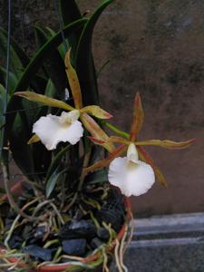 Brassocattleya Estrella Soñada