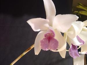 Laeliocattleya Amethystella