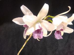 Laeliocattleya Amethystella