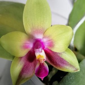 Phalaenopsis KS Happy Eagle