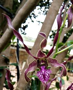 Dendrobium Red Toro-stratiotes