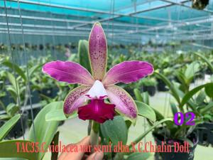 Cattleya Chialin Doll-violacea