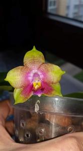 Phalaenopsis LD Emerald Bear