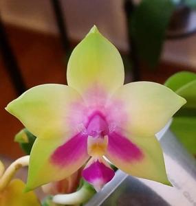 Phalaenopsis AL Redsun Queen