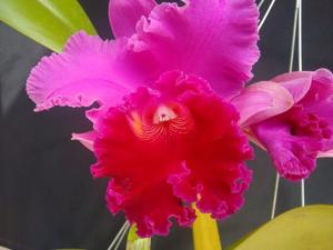 Rhyncholaeliocattleya Amy Wakasugi