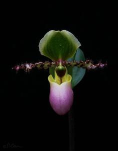 Paphiopedilum Pinocchio