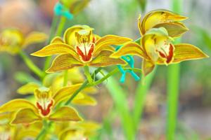 Cymbidium Doreen