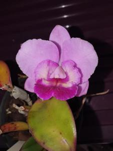 Cattleya Elusive Dream