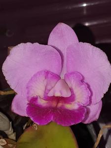 Cattleya Elusive Dream