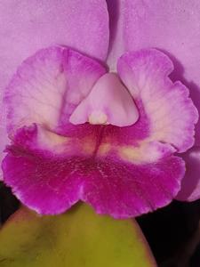 Cattleya Elusive Dream