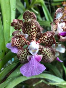 Vanda Ambrosian Discovery