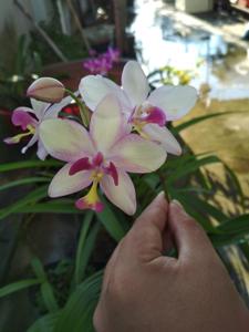 Spathoglottis Primrose