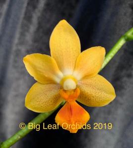 Phalaenopsis Yaphon Cupid