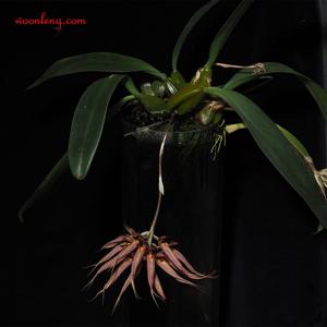 Bulbophyllum Krairit Vejvarut