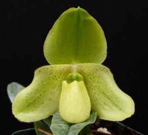 Paphiopedilum Primcolor