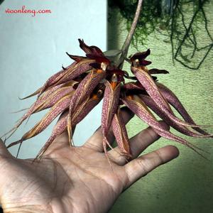 Bulbophyllum Krairit Vejvarut
