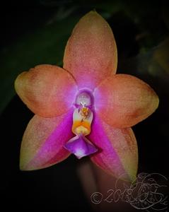 Phalaenopsis Penang Girl