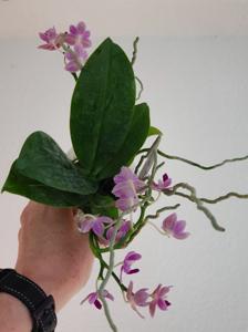 Phalaenopsis Christine Magro