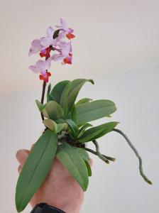 Phalaenopsis Memoria Val Rettig