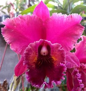 Rhyncholaeliocattleya Oconee