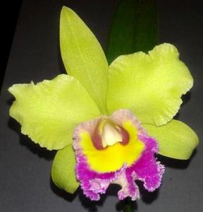 Rhyncholaeliocattleya Young Kong