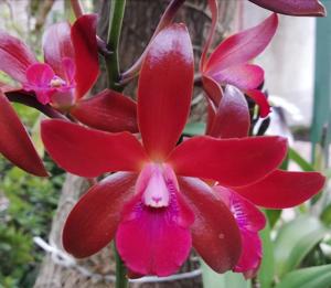 Cattlianthe Sagarik Wax