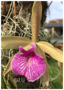 Brassocattleya Kosh Wallis