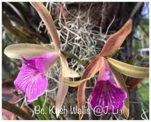 Brassocattleya Kosh Wallis