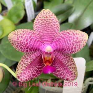 Phalaenopsis Formosa San Fan