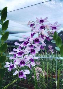 Dendrobium Kila Blue